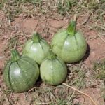 Κολοκυθάκι (Στρογγυλό)