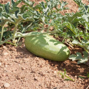 Καρπούζι Βαρέλα