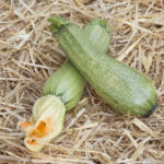 Κολοκυθάκι (Ντόπιο)