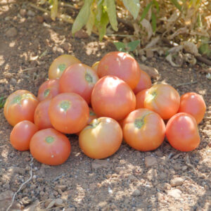 Τομάτα (Ροζέ Κρήτης)