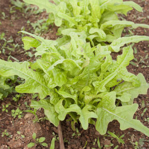 Μαρούλι Σαλάτα - Φύλλο βελανιδιάς (Πράσινο)