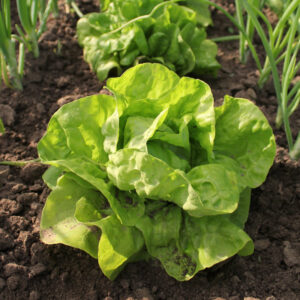 Μαρούλι Σαλάτα (Γαλλική)