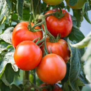 Τομάτα (Αγίου Πέτρου)