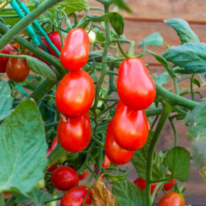 Τομάτα (Βελανίδι Αναρριχώμενο)