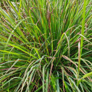 Σιτρονέλα | Γλάστρα