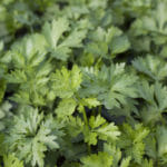 Σέλινο | Γλάστρα