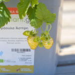 Φράουλα (Άσπρη) | Γλάστρα