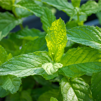 Δυόσμος | Γλάστρα