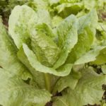 Μαρούλι Ρωμάνα (Πράσινο)