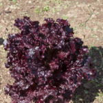 Μαρούλι Σγουρό (Κόκκινο)