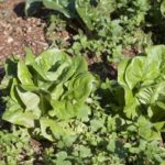 Μαρούλι Ρωμάνα (Μίνι)