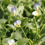 Πανσές άγριος (Φαγώσιμος) | Γλάστρα