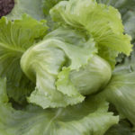 Μαρούλι (Iceberg)