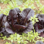 Μαρούλι Ρωμάνα (Κόκκινο)