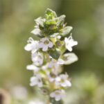 Θυμάρι | Γλάστρα