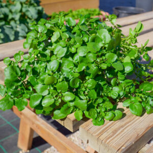 Νεροκάρδαμο | Γλάστρα