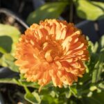 Καλέντουλα | Γλάστρα