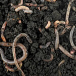 Γαιοσκώληκες κομποστοποίησης (1.4L)