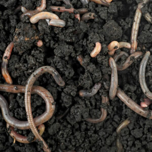 Γαιοσκώληκες κομποστοποίησης (1.4L)