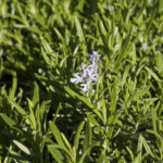 Δενδρολίβανο | Γλάστρα