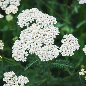 Αχίλλεια | Γλάστρα