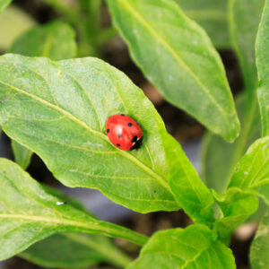 Πασχαλίτσες (Ωφέλιμα έντομα)