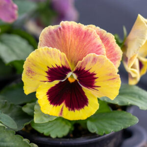 Ανθόφυτα (Εποχιακά)