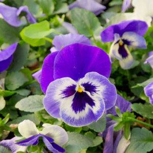 Πανσές (Μπλε αποχρώσεις)