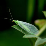 Χρύσωπας (500 προνύμφες) - Ωφέλιμα έντομα