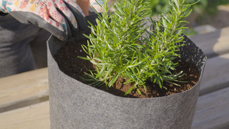 ifasmatini-glastra-2