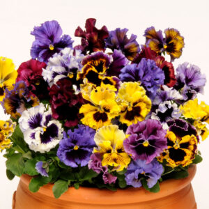 Πανσές Κατσαρός (Διάφορες αποχρώσεις)