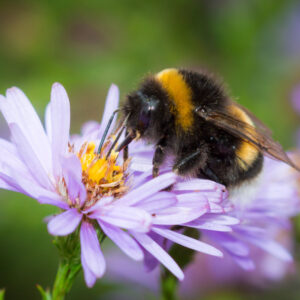 Βομβίνοι (60 έντομα) - Ωφέλιμα έντομα